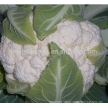 CF10 Chunhua 120 dias mais tarde maturidade resistente ao frio sementes de couve-flor branca